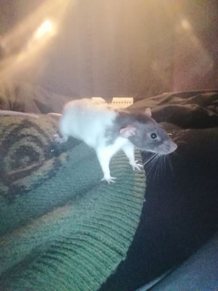 A tiny rat, (Ophelia), stands triumphantly on a green jumper with an eye pattern woven into it in black, being worn by a woman, (myself), who is mostly out of frame. I am also wearing black leggings which can be seen on the right side of the image. Ophelia has brown face fur and white body fur, albeit with several tiny brown spots dotted down her back.