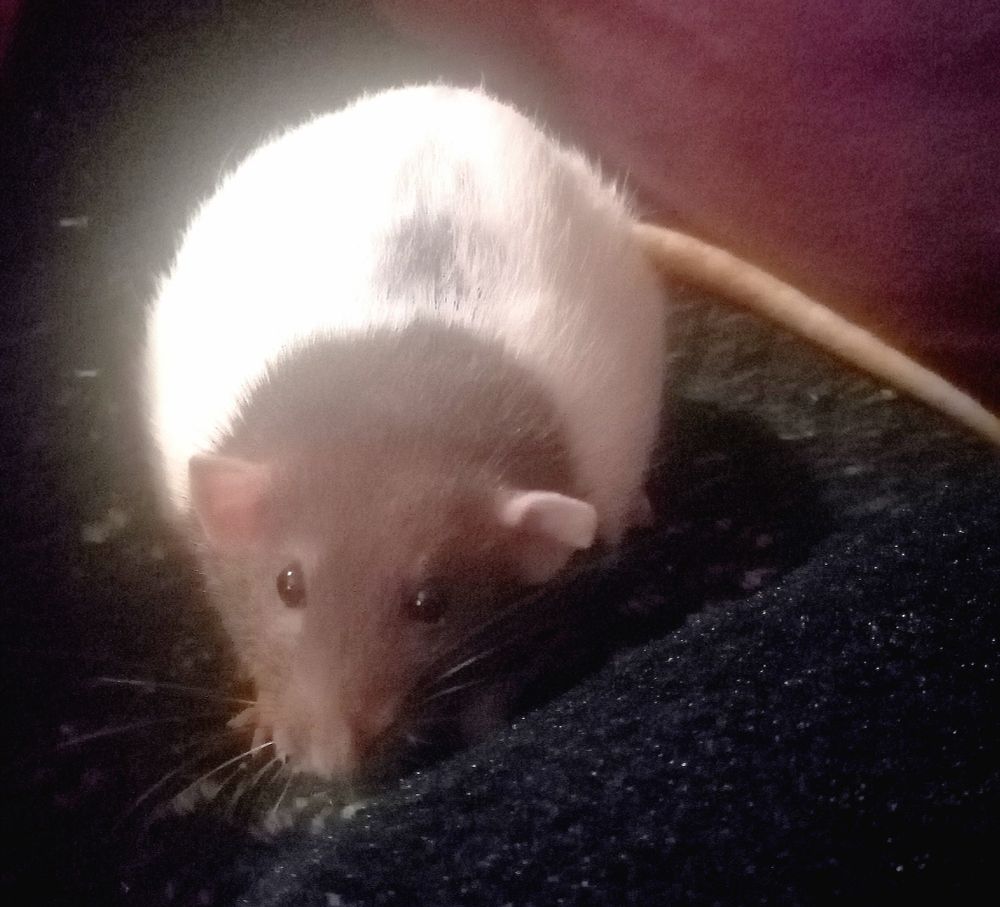 A rat, (Jerma), sits on a black sofa next to a very dark blue cushion in the lower right corner of the image. She has a shy expression on her face. Her face has brown fur, whilst her body fur is white, albeit with a small brown spot in the middle of her back. The back sofa cushion, (seen in the top right), is a reddish purple colour.