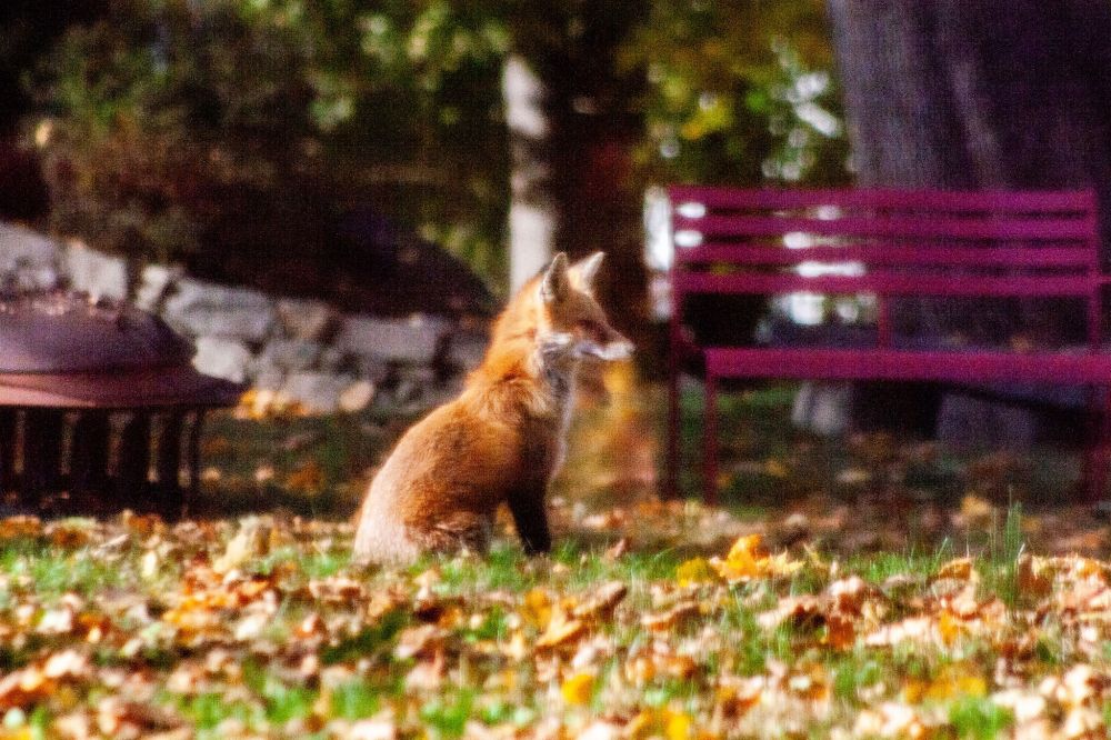 A picture of a red fox 