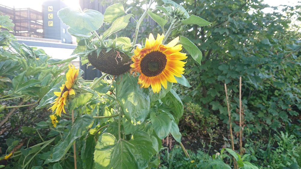 Sunflowers at Stockport railway station.
