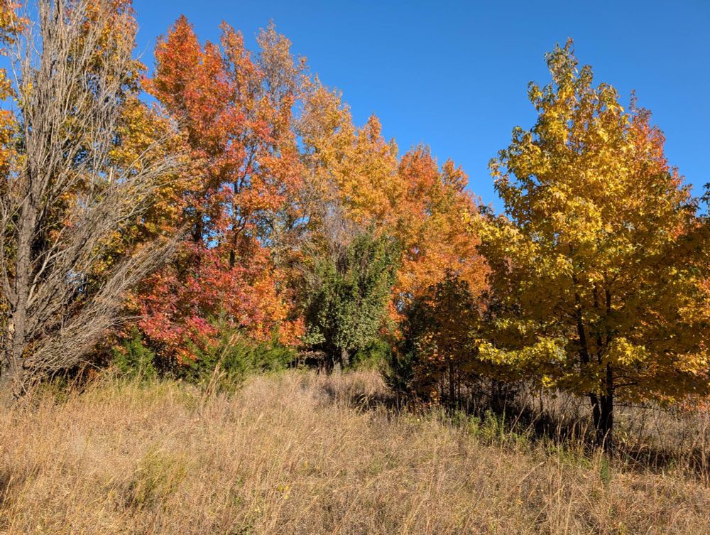 Trees in autumn with a blue sky
