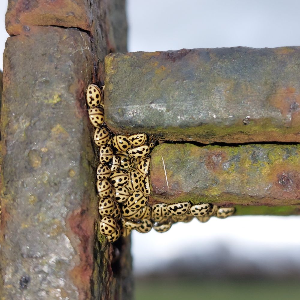 16 spots around the corner of a metal railing 
