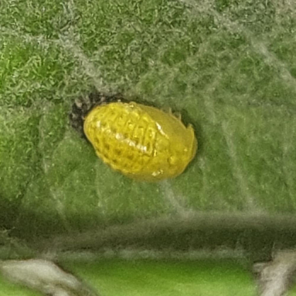 Brand new bright yellow pupa