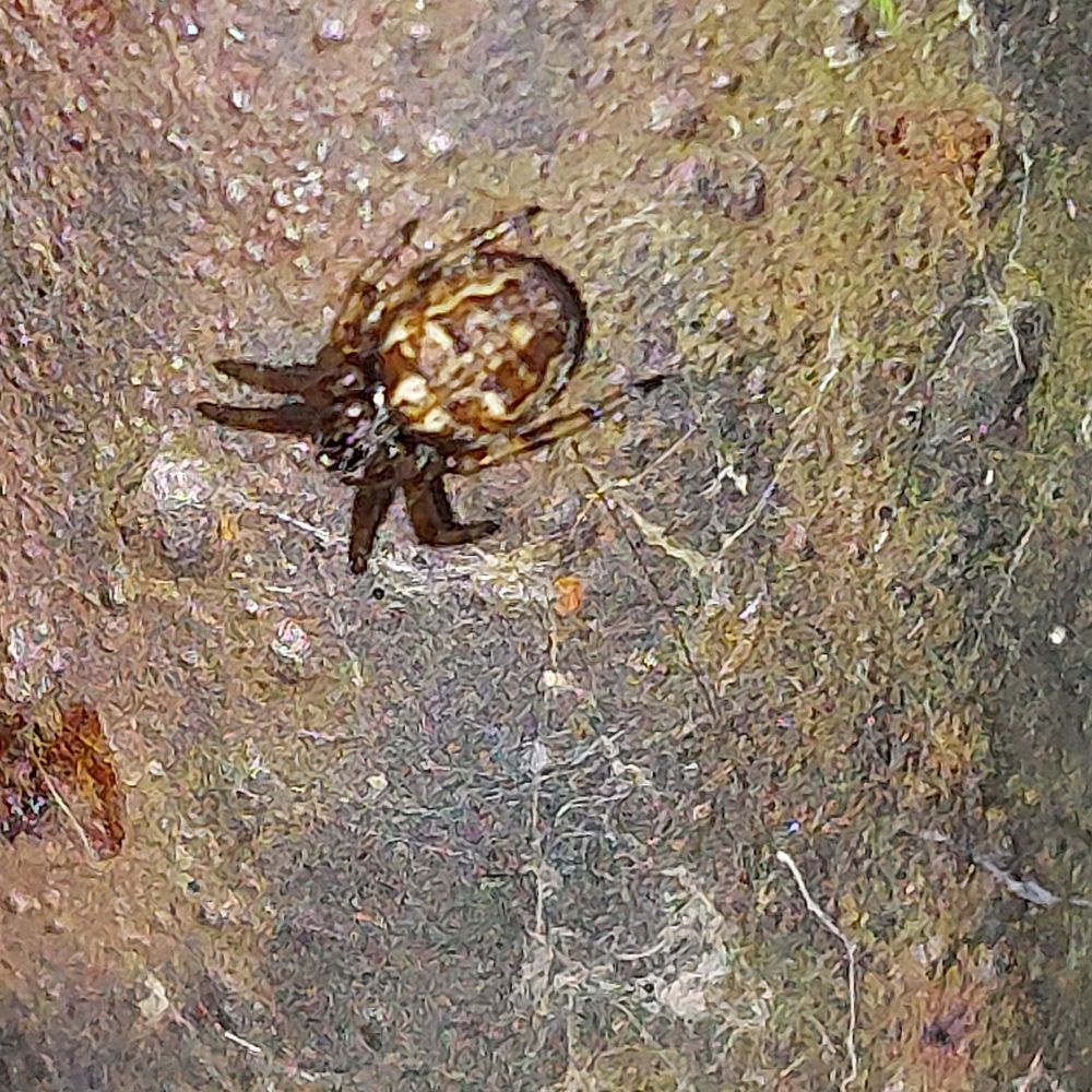 Small patterned spider with dark legs on railing