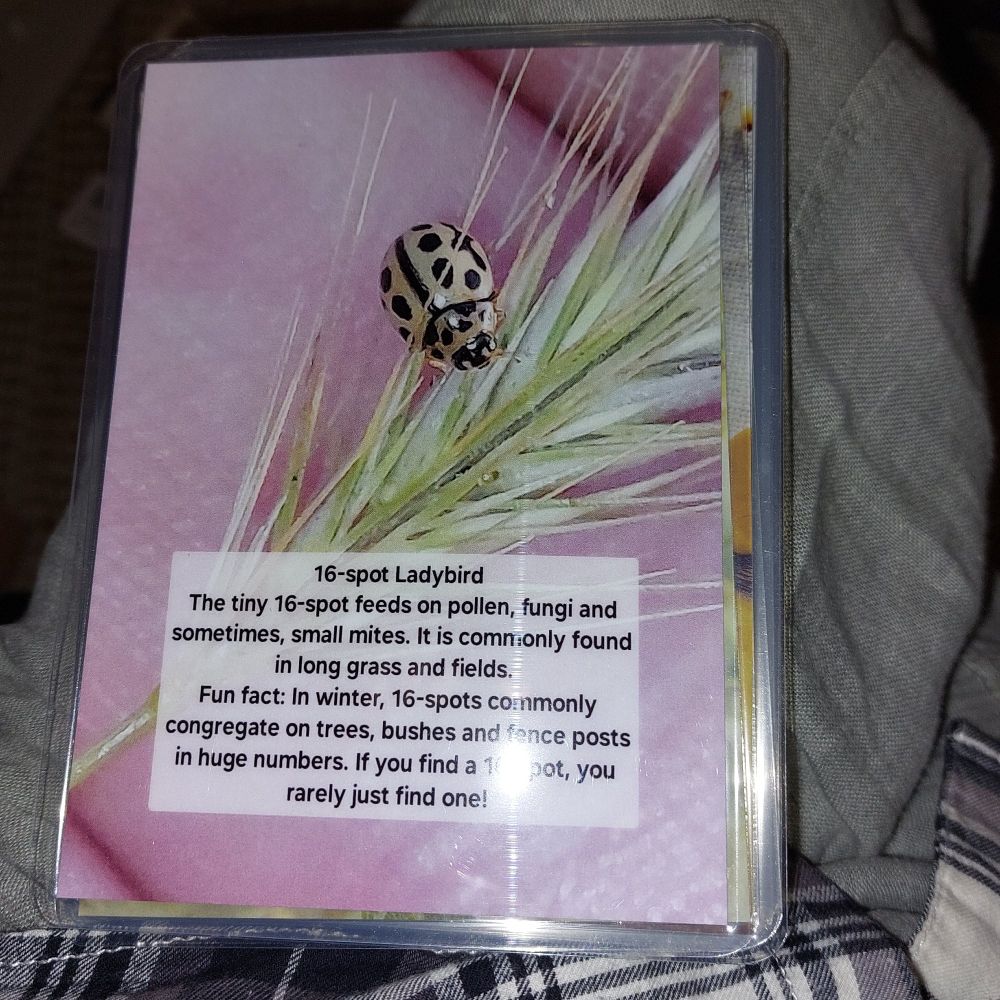 Card with info on the 16 spot ladybird 