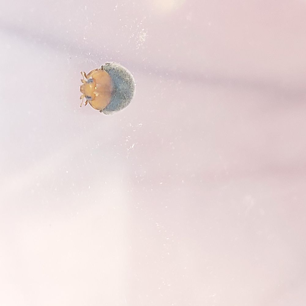 Furry ladybird against container