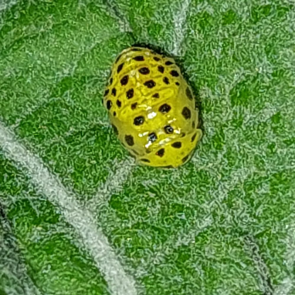 Bright yellow ladybird pupa with black spots