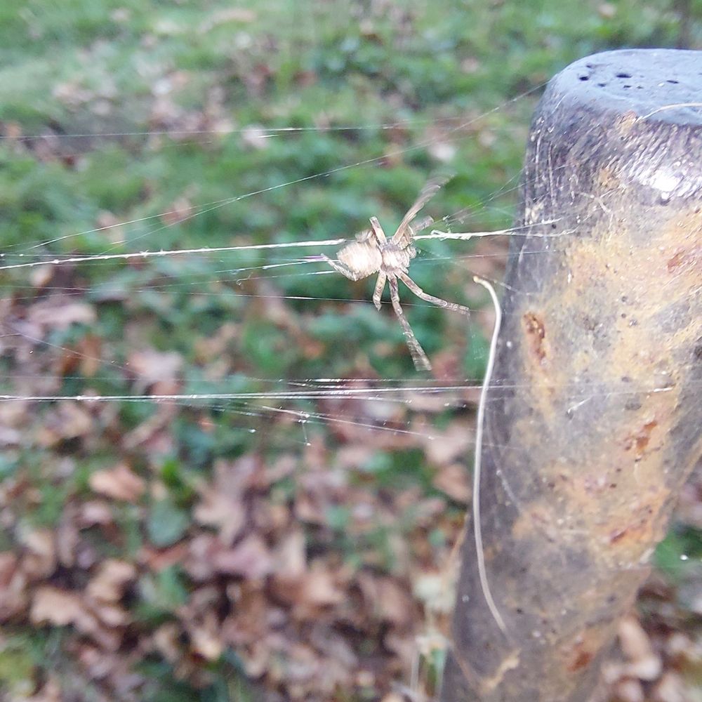 Running crab spider on someone else's web