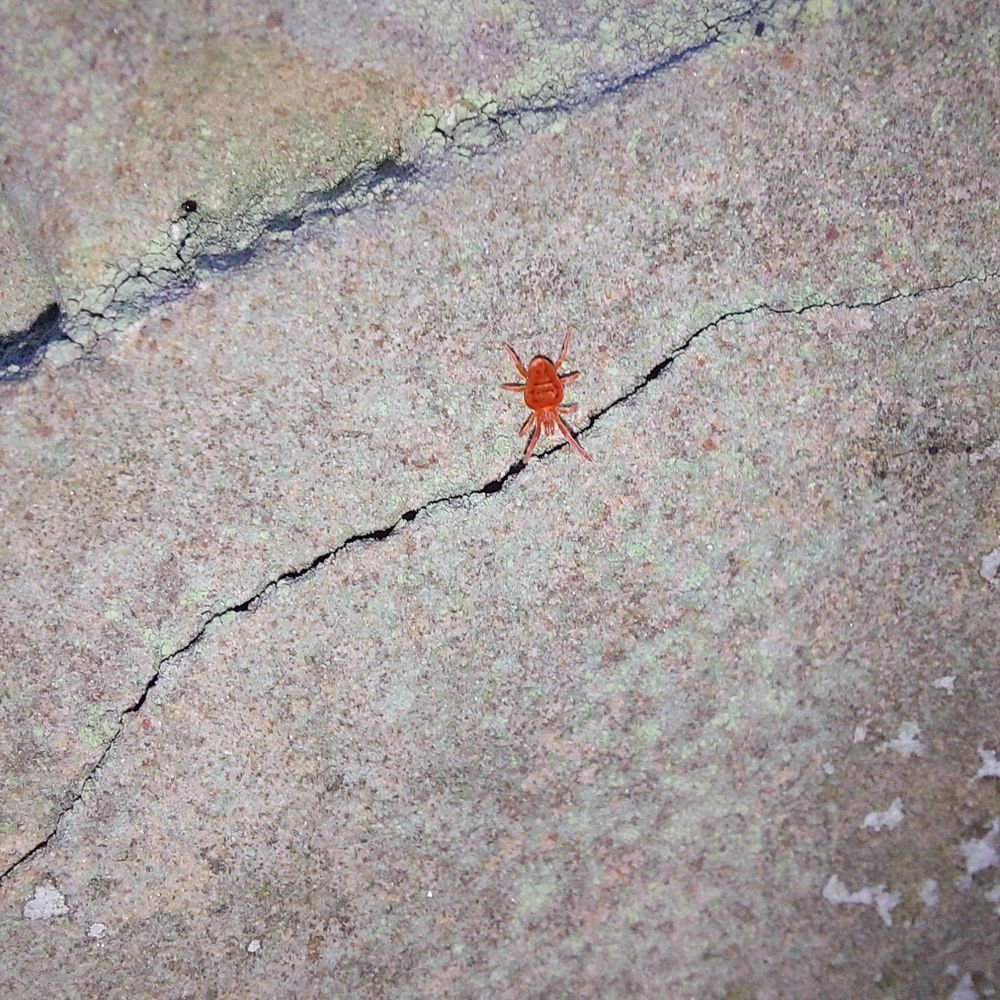 Red velvet mite 