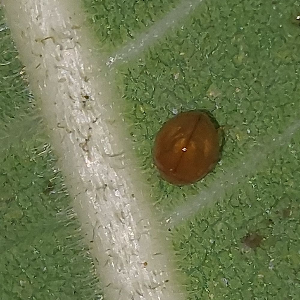 Slight markings on back