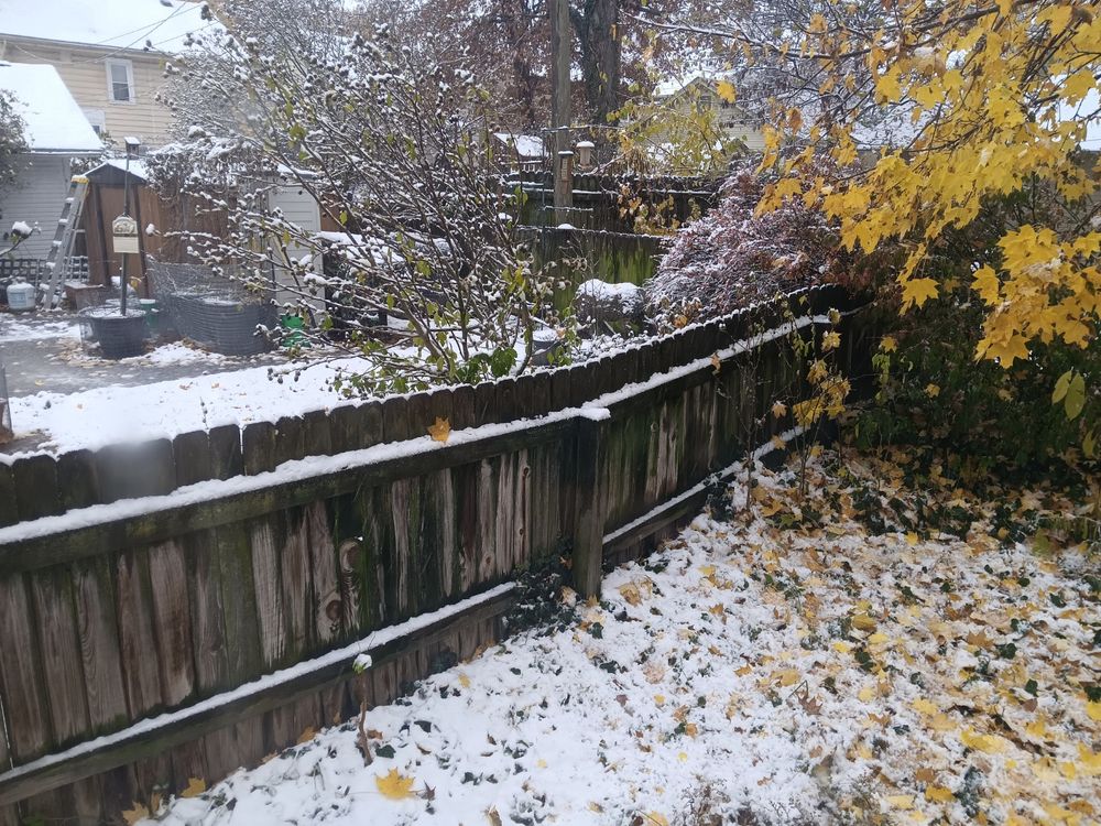 Photo of a fence, a tree with golden leaves, and snow falling