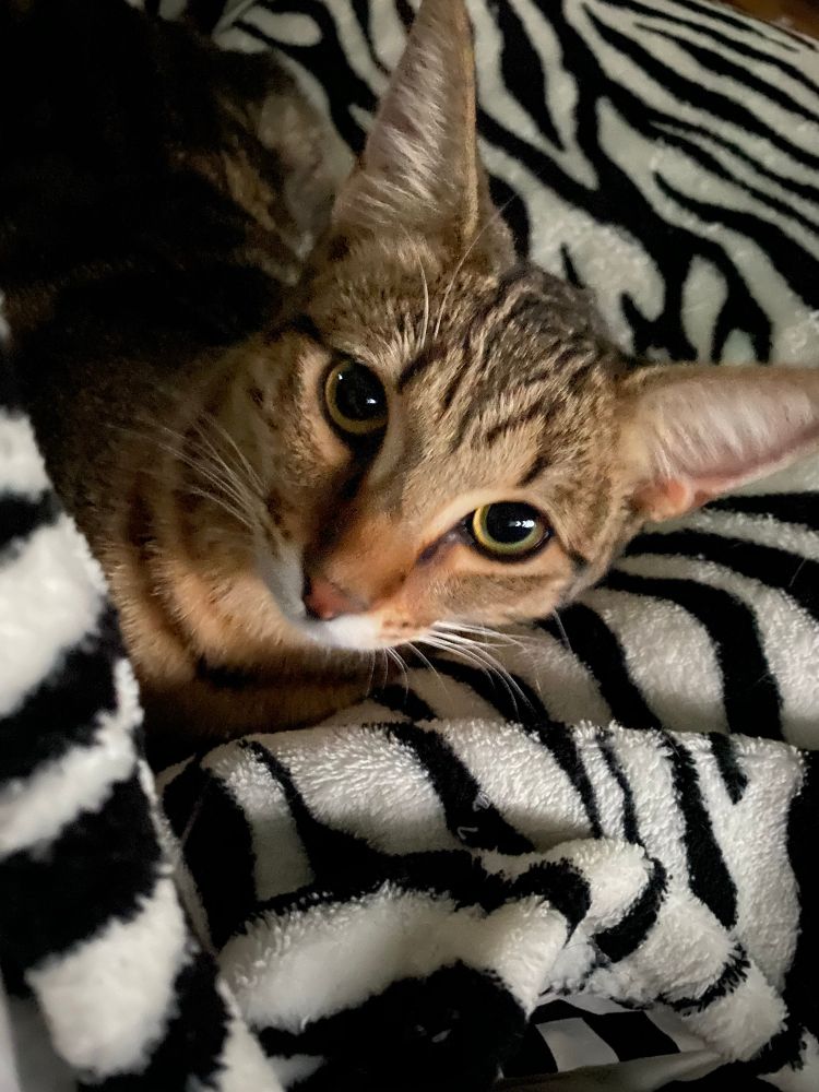 Waltzing Mathilda likes to be called Mattie Pattattie.  