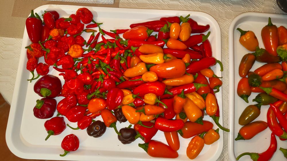 A tray with ripe hot peppers