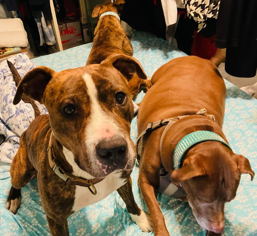My three rescue pit bulls — Cruiser, Angel, and Elvis.