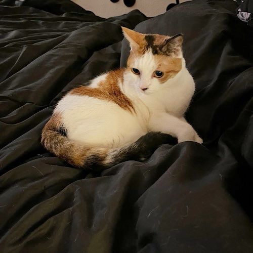 A pretty orange and white cat sits curled up on a black blanket.