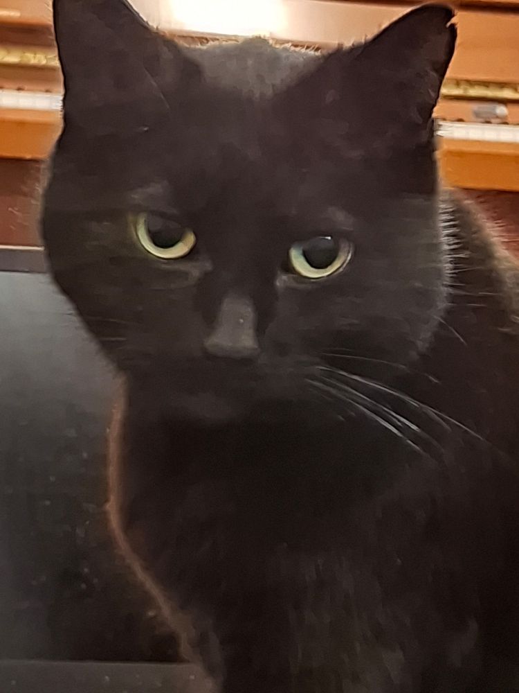 Chat noire regardant l'objectif d'un air sérieux. 