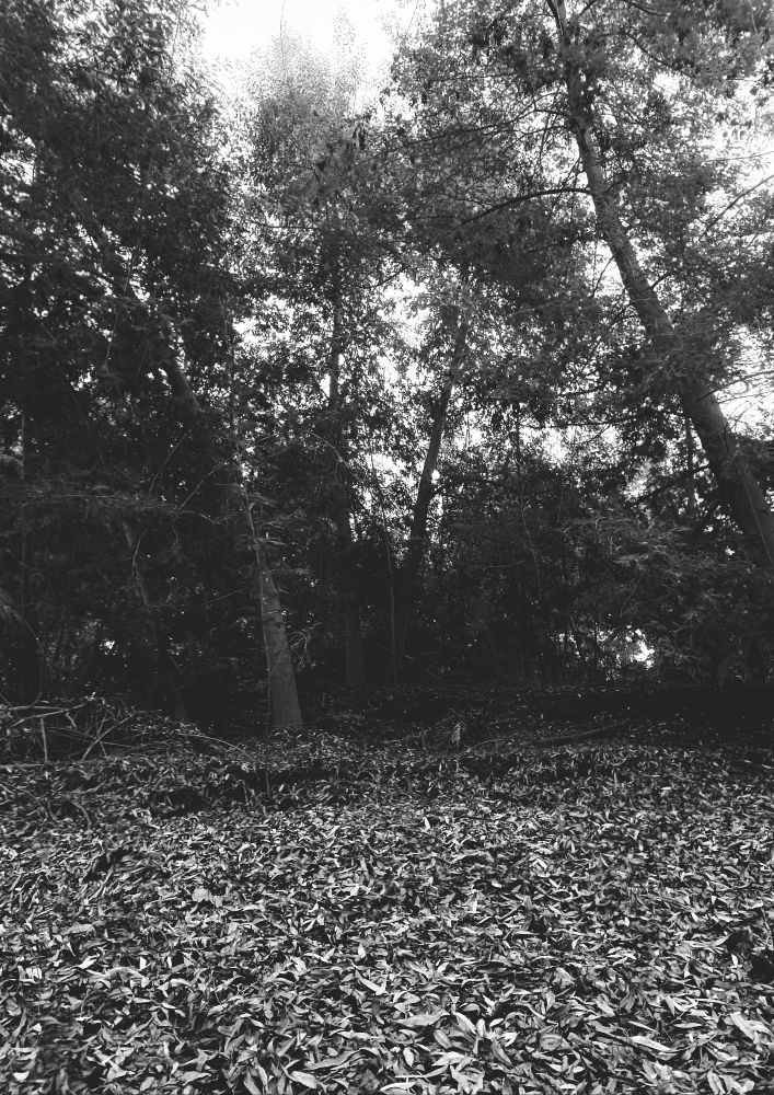 dentro del bosque 🌳... el sol brilla a través de sus hojas 🌞🍃... los pajaros cantan al ritmo del viento 🐦... la infinita paz que entregas, con tu dulce aliento 🌬