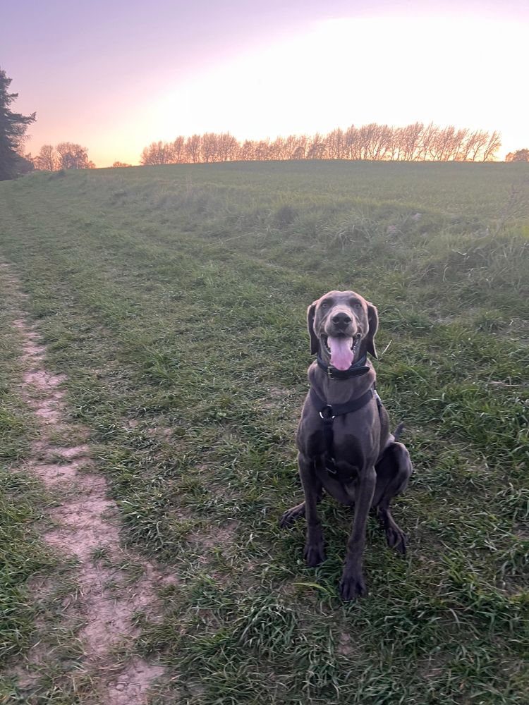 a large grey dog in a field at sunset