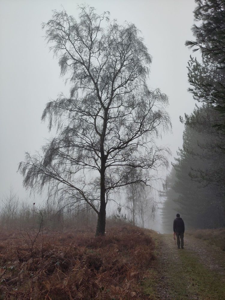 A line of mature silver birches edging the path, disappearing into the mist. The bracken is red, and a dark figure is walking along the path to the right of a mature tree in the centre of the image
