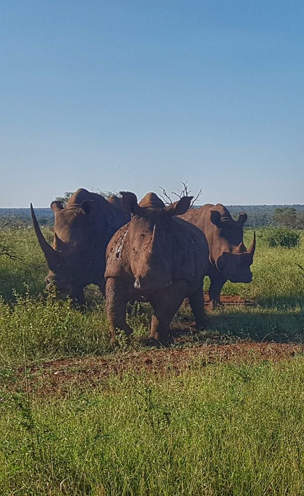 Front view of 3 rhino's coming towards the camera. 