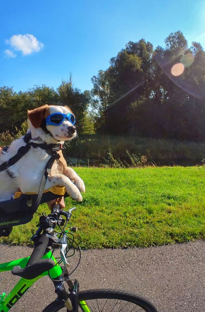 A little white dog with brown ears and spots is wearing blue dog goggles. He is chilling in a dog bike seat at the front of a green ATB while the sun shines on his face. 