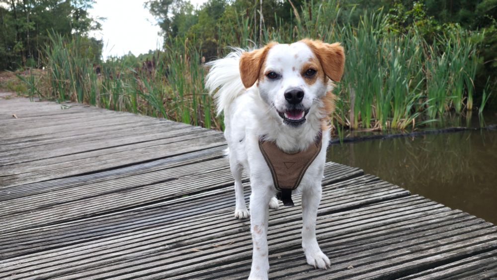 A little white dog with brown ears and spots is standing on a narrow wooden bridge over a little pond. He's surrounded by green nature and smoking into the camera. 