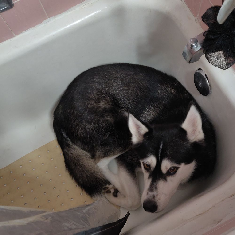Photo of a black and white husky curled up in a bathtub.