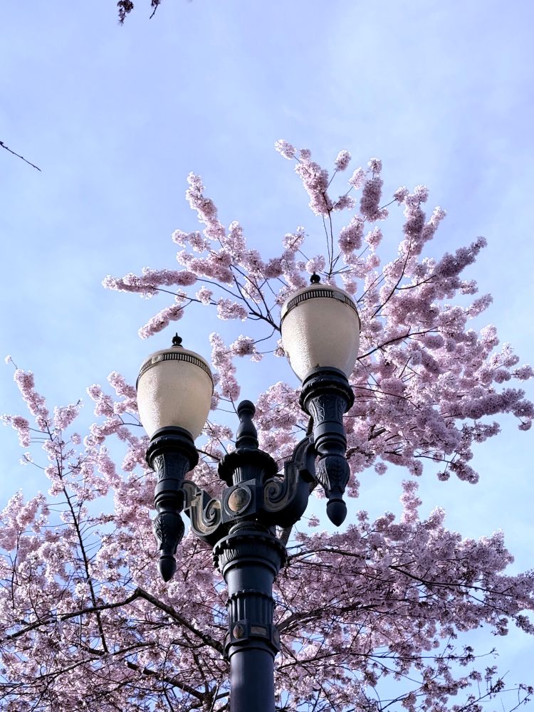Picture of light post with cherry blossom tree behind it