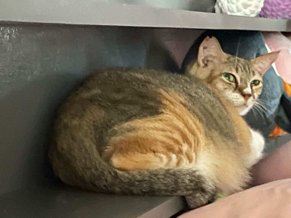 Chongky calico cat giving a side eye