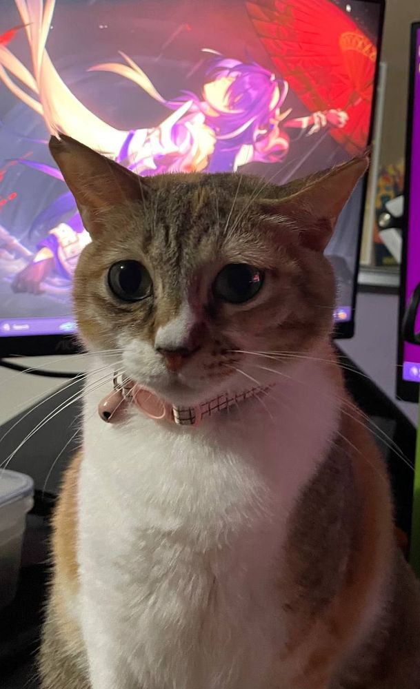 Calico cat sitting in front of computer screen, staring off camera