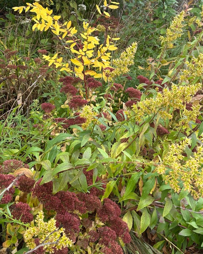 A naturalistic garden with burgundy sedum, yellow goldenrod with green leaves, and bright yellow dogbane.