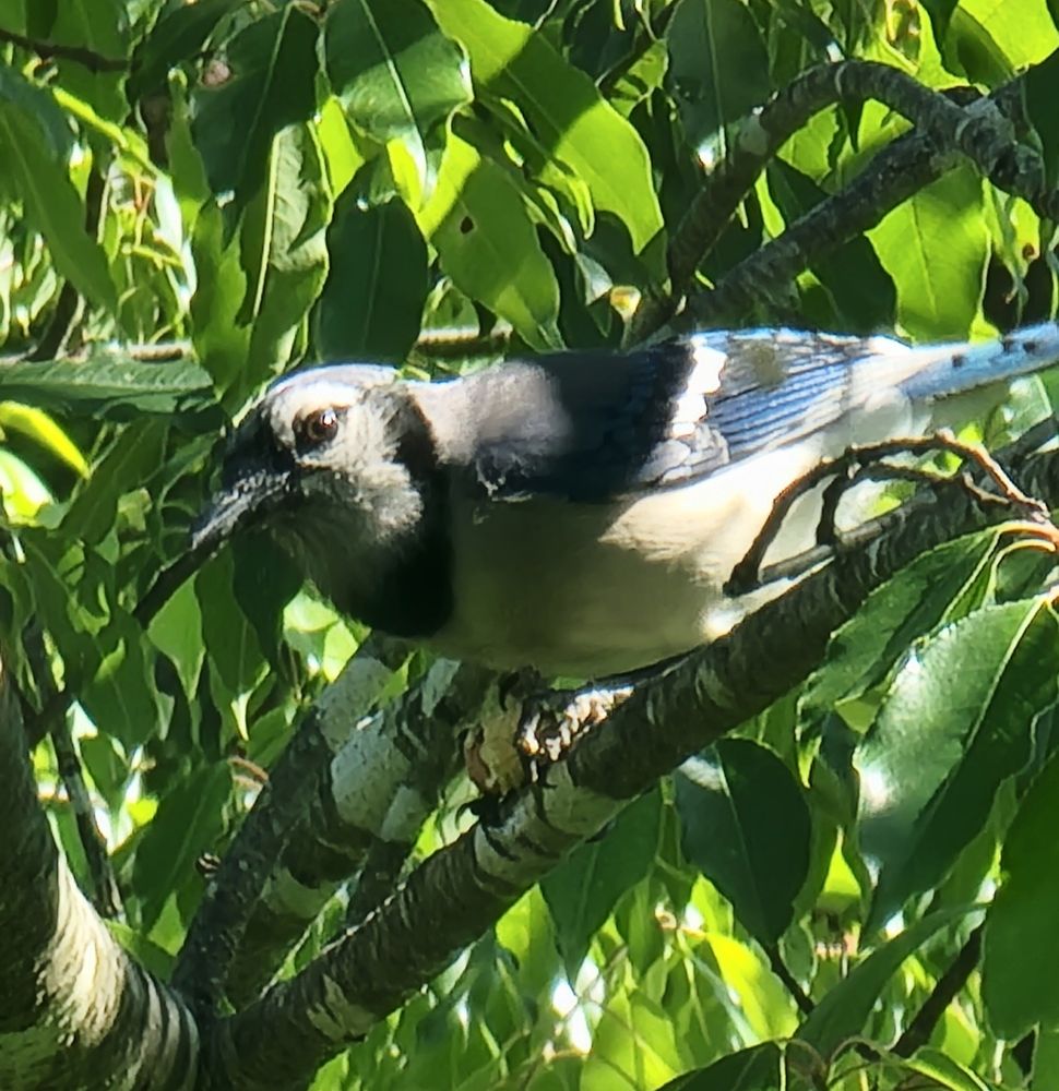 A Blue Jay looking at the camera