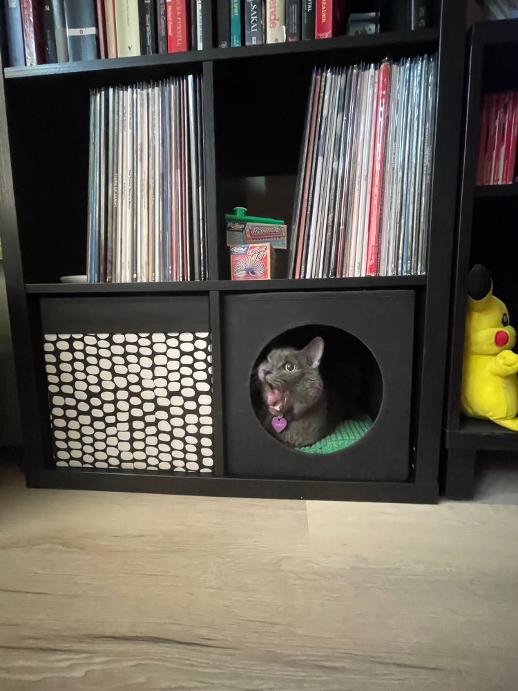 jenkins, a gray cat with one yellow eye, in an ikea kallax shelf cubby cat bed hole. his mouth is open in a yawn. 