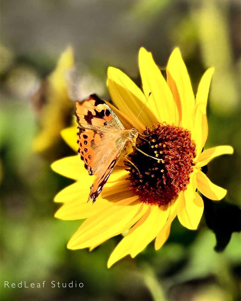 Closeup of sunflower with monarch butterfly. 