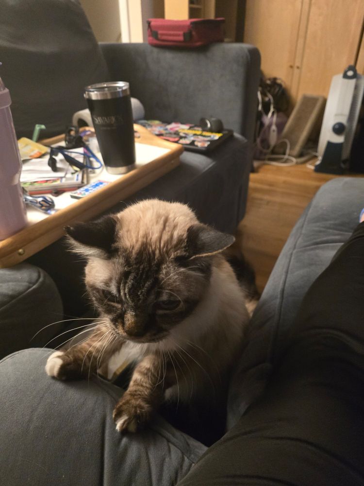 A cat standing on the floor with his paws on the couch