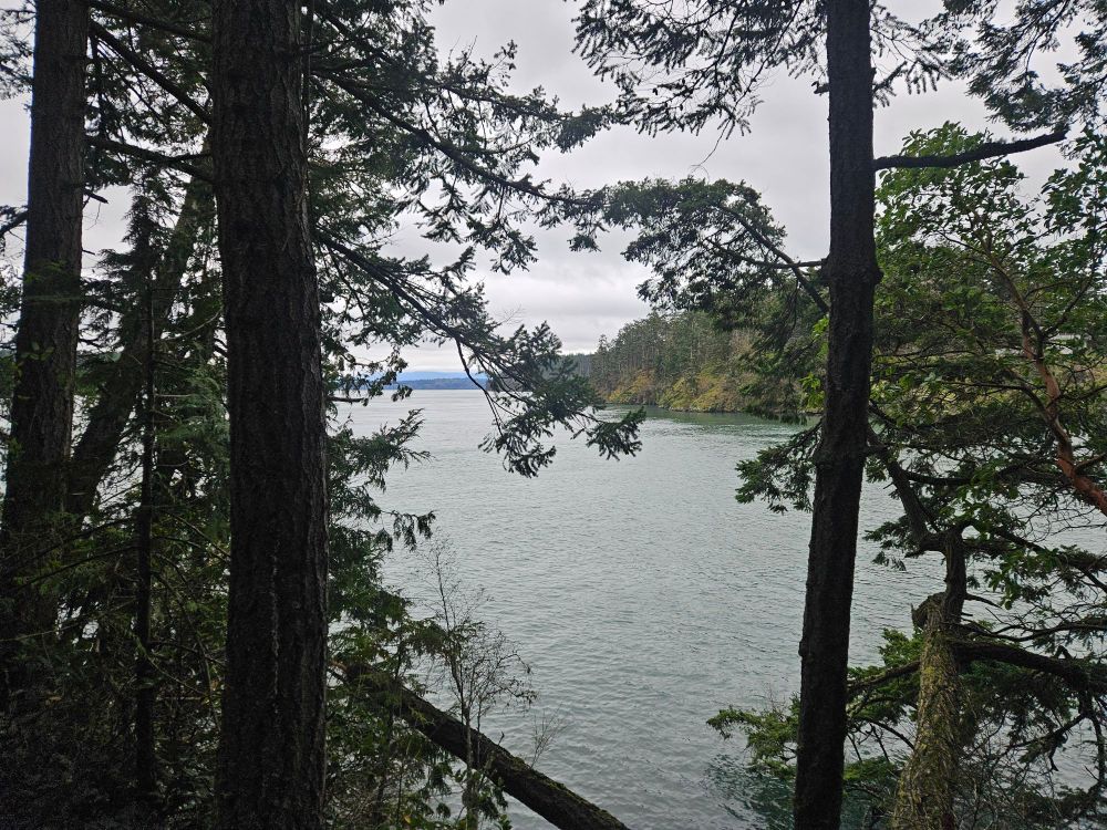 a small island in the water framed between two evergreen trees