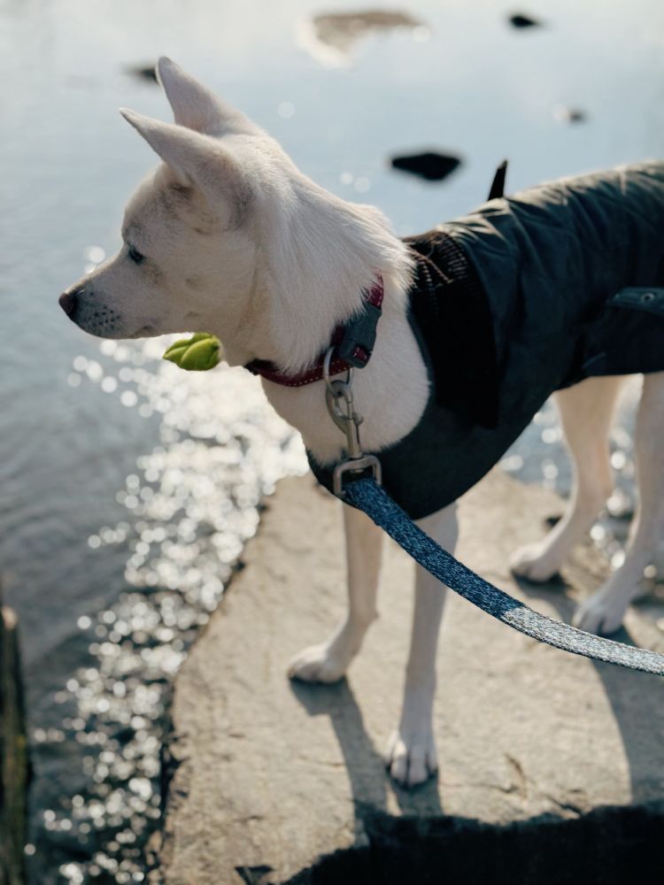 개천의 돌다리 한가운데 위에 왼쪽 방향으로 서서 다리 너머를 바라보는 두부의 옆모습