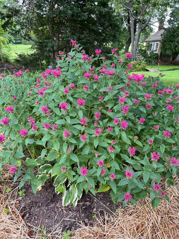 Butterfly bush with purple Richie buds getting ready to fully bloom against the green of my garden   A little cottage which we call the Little House is in the upper right corner of picture