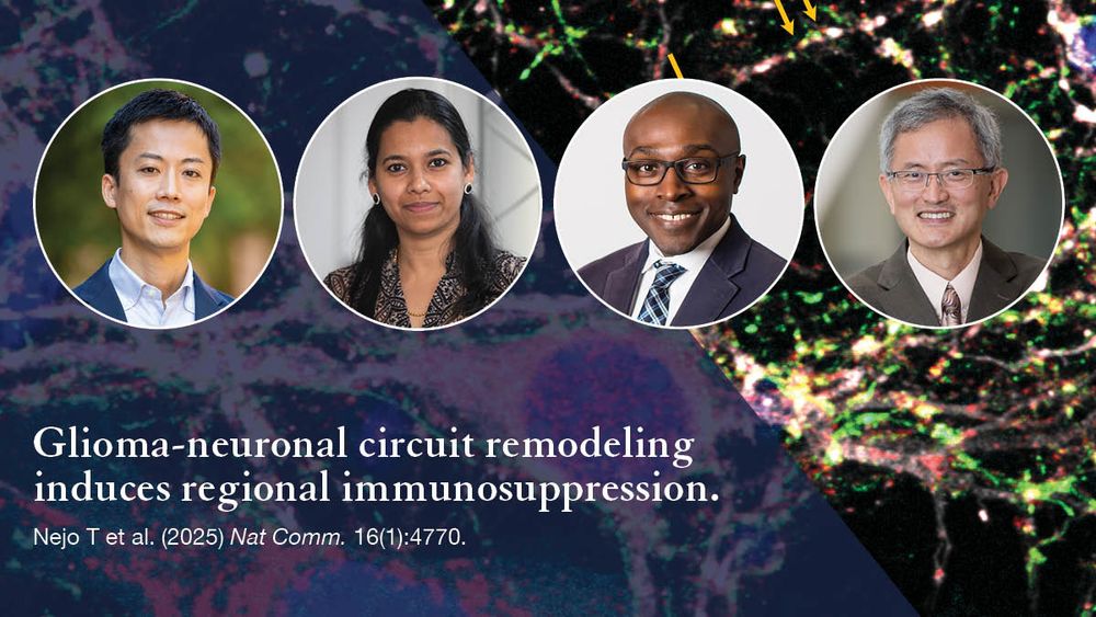 Graphic showing microscopy image in the background and photos of the publication's lead authors (L to R): Takahide Nejo, PhD (first author), Saritha Krishna, PhD (second author), Shawn Hervey-Jumper, MD (co-senior author), Hideho Okada, MD, PhD (co-senior author). Text includes publication citation: Glioma-neuronal circuit remodeling induces regional immunosuppression. Nejo T et al. (2025) Nat Comm. 16(1): 4770.