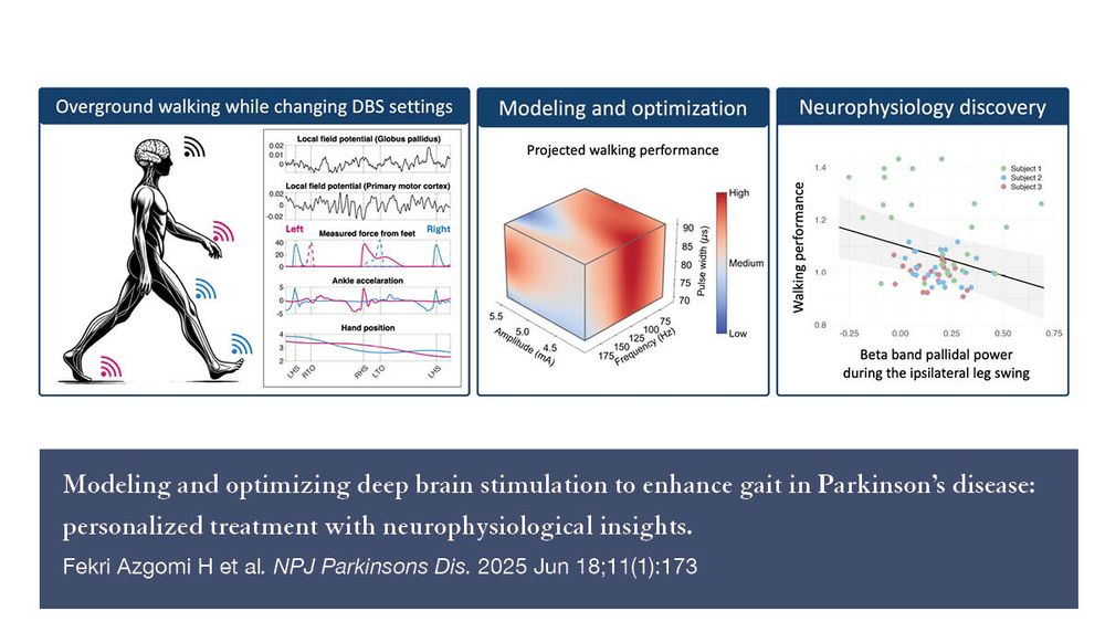 Graphic that depicts an overview of the study in which researchers modeled and optimized DBS settings to improve walking in patients with Parkinson's, identifying key insights abut the neurophysiology of walking along the way. Text banner includes the publication citation: Modeling and optimizing deep brain stimulation to enhance gait in Parkinson's disease: personalized treatment with neurophysiological insights. Fekri Azgomi H et al. NPJ Parkinsons Dis. 2025 Jun 18;11(1): 173.