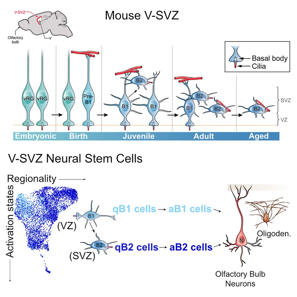 Graphical abstract from the paper depicting the neural stem cells in the mouse ventricular subventricular zone (V-SVZ) over time. B2 cells are more prevalent in adults. B1 and B2 cells can be quiescent or active and can generate olfactory bulb neurons and oligodendrocytes. Publication citation: Cebrian-Silla A et al. Neural stem cell relay from B1 to B2 cells in the adult mouse ventricular-subventricular zone. Cell Rep. 2025 Feb 27;44(3):115264. doi: 10.1016/j.celrep.2025.115264. Epub ahead of print.