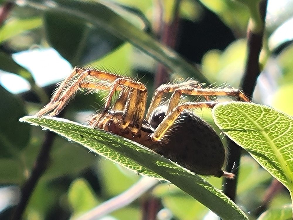 Surely contemplating life and existence as a spider