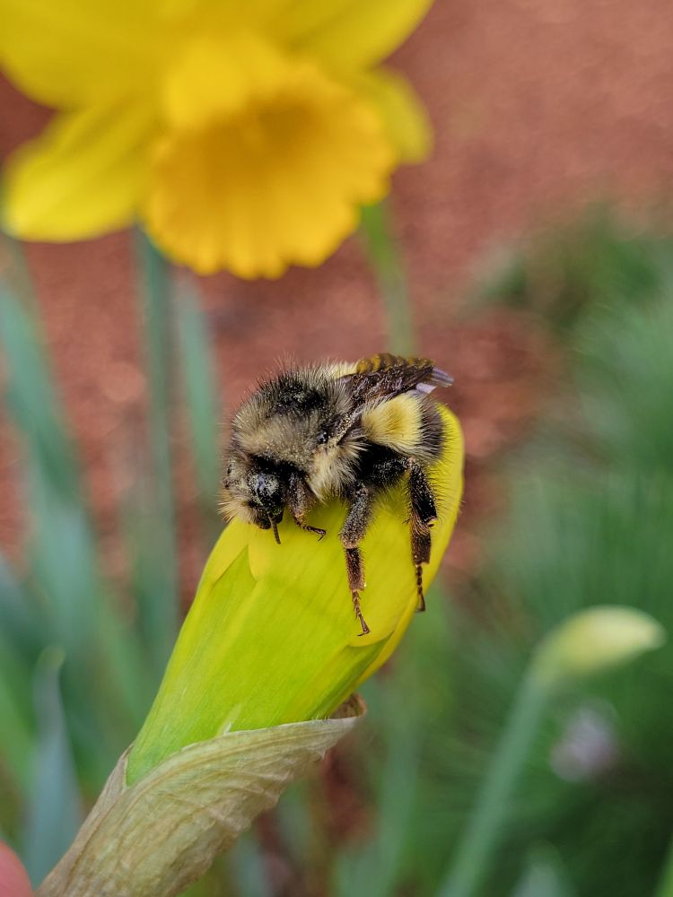 An unopened daffodil flower with a bumble bee coating 