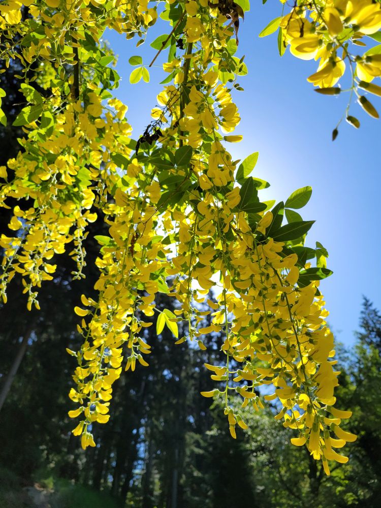 Yellow wisteria blooms blocking the sun. Thank you