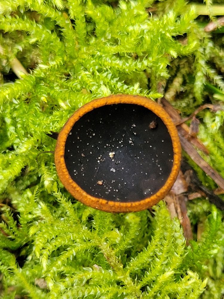 From above the cup fungus. Bits of small sandy debris inside the black concave. An orange rim surrounded by moss