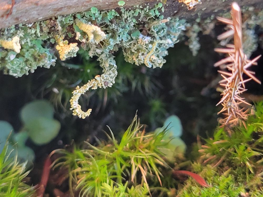 Close up of a mossy crack and what looks like to me a lichen tentacle. Theres a spikey dude in the corner looking pointy