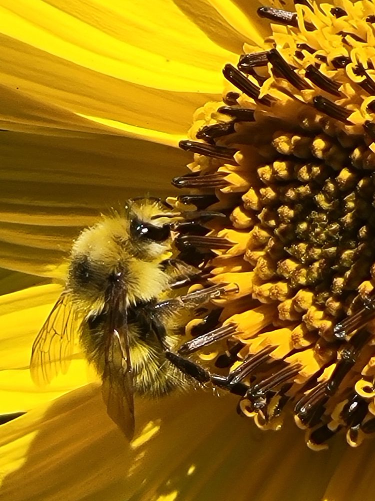 Bit of a close-up on the bee doing its biz