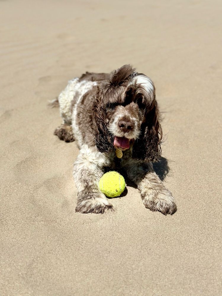 Hunter, a brown & white spaniel