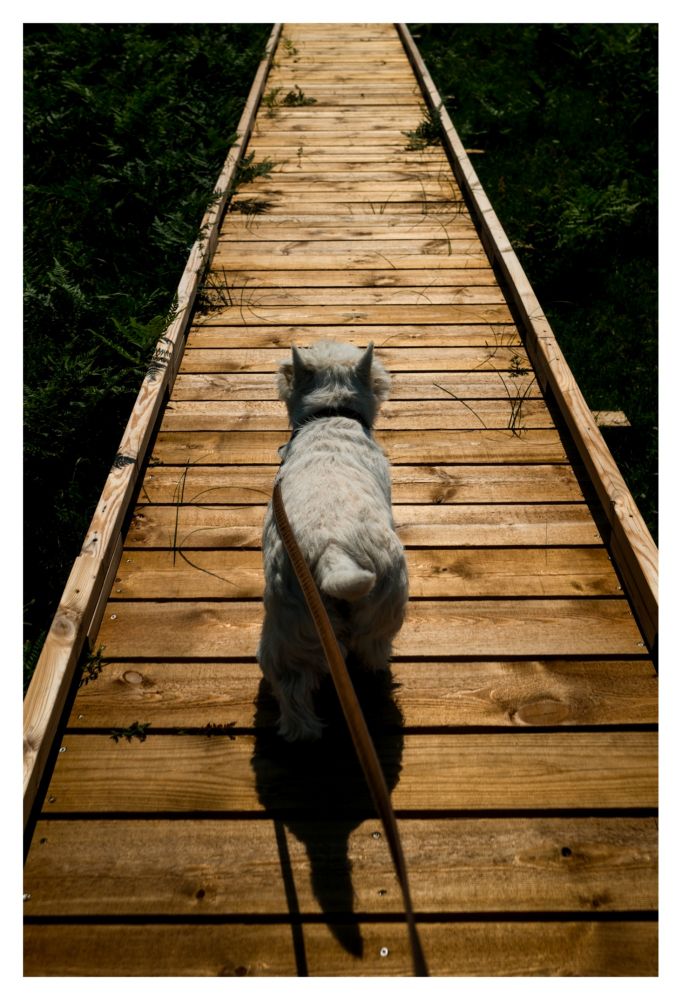 Westie på språng på spång 