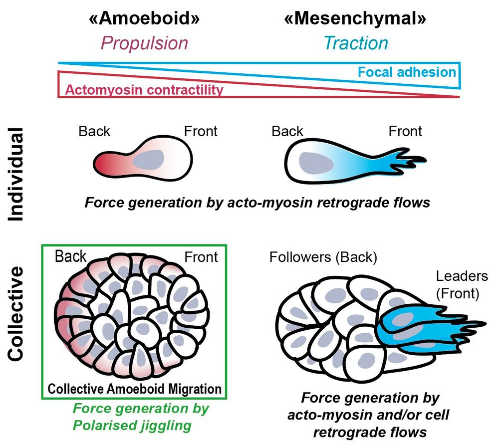 The scheme shows cells moving in using amoeboid migration that depends on propulsion, and cells moving using mesenchymal migration that depends on traction. 
The same strategies can be used by cellular clusters.